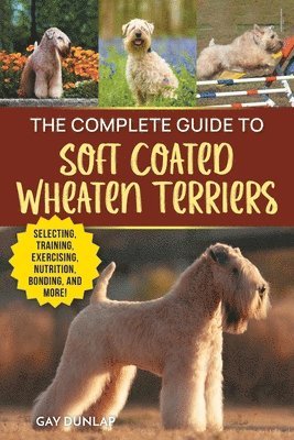 Complete Guide to Soft Coated Wheaten Terriers