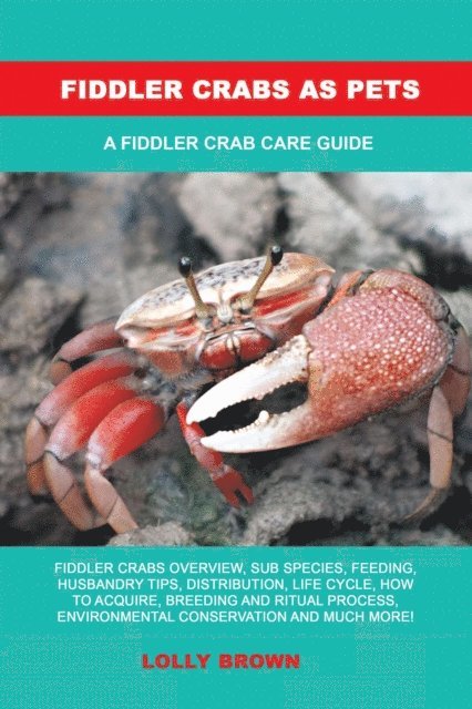 Fiddler Crabs as Pets