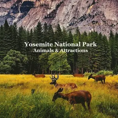 Kinsey Marie, National Parks Books, Billy Grinslott - Yosemite National Park Animals & Attractions Kids Book, Häftad. Tillgänglighet: Lägg i varukorg