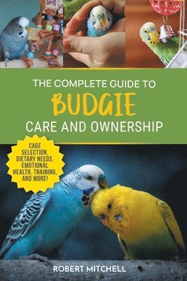 Complete Guide to Budgie Care and Ownership