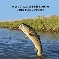 West Virginia Game Fish and Panfish Species Kids Book