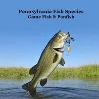 Pennsylvania Game Fish and Panfish Species Kids Book
