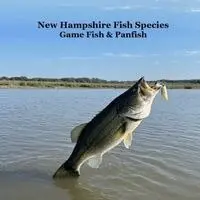 New Hampshire Game Fish and Panfish Species Kids Book
