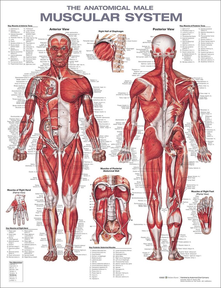 Anatomical Male Muscular System Anatomical Chart, Övrigt