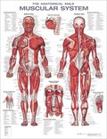 Anatomical Male Muscular System Anatomical Chart