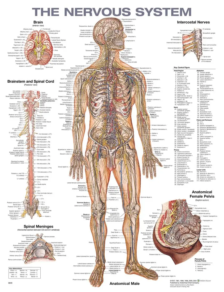 Nervous System Anatomical Chart, Övrigt. Tillgänglighet: Lägg i varukorg