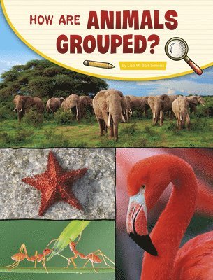 Lisa M. Bolt Simons - How Are Animals Grouped?, Häftad