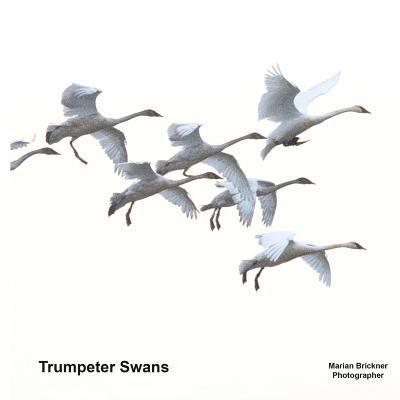 Marian Brickner - Trumpeter Swans, Häftad. Tillgänglighet: Lägg i varukorg
