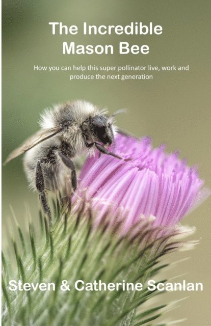 Catherine Scanlan, Steven Scanlan - Incredible Mason Bee, E-bok. Tillgänglighet: Lägg i varukorg