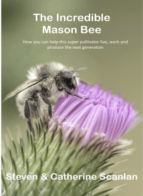 Steven Scanlan - Incredible Mason Bee, E-bok. Tillgänglighet: Lägg i varukorg