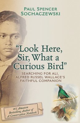 Paul Spencer Sochaczewski - "Look Here, Sir, What a Curious Bird", Häftad