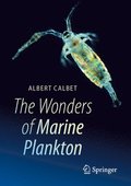 The Wonders of Marine Plankton