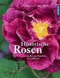 Historische Rosen