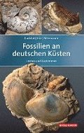 Fossilien an deutschen Ksten