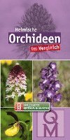 Heimische Orchideen