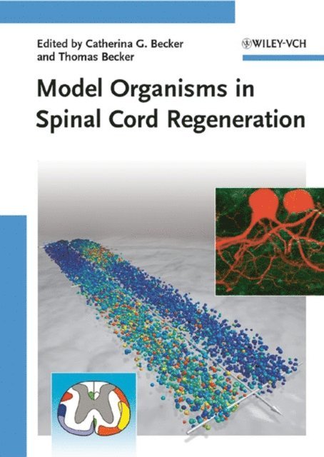 Thomas Becker, Catherina G. Becker - Model Organisms in Spinal Cord Regeneration, E-bok