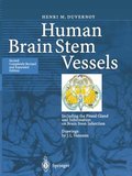 Human Brain Stem Vessels
