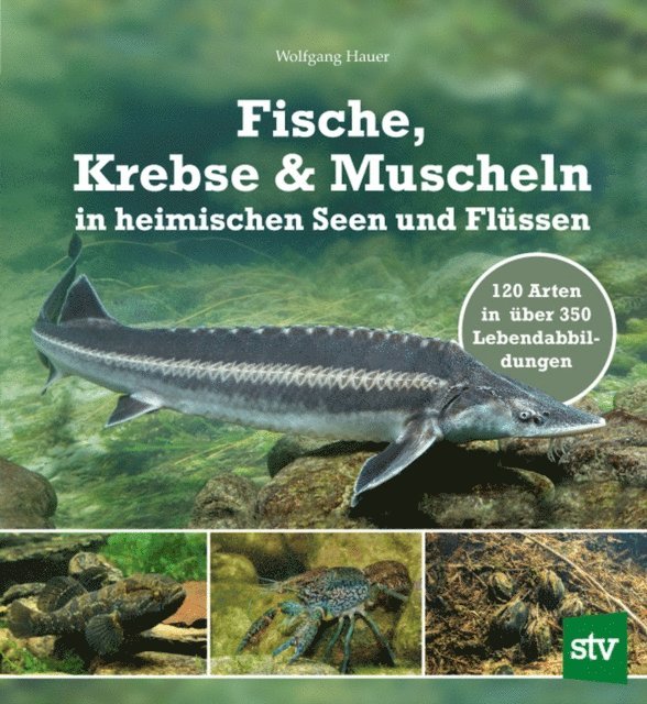 Wolfgang Hauer - Fische, Krebse & Muscheln in heimischen Seen und Flüssen, E-bok. Tillgänglighet: Lägg i varukorg