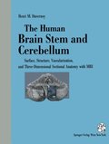 Human Brain Stem and Cerebellum