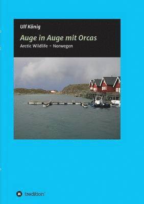 Auge in Auge mit Orcas