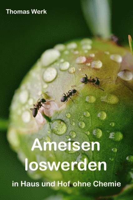 Ameisen loswerden