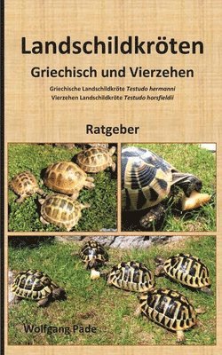 Landschildkröten Griechisch und Vierzehen