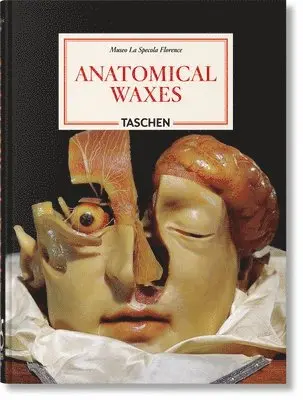 Anatomical Waxes