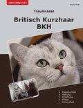 Traumrasse Britisch Kurzhaar: Bkh