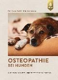 Osteopathie bei Hunden