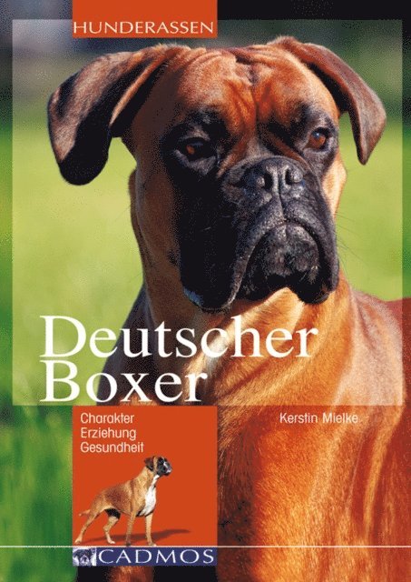 Deutscher Boxer