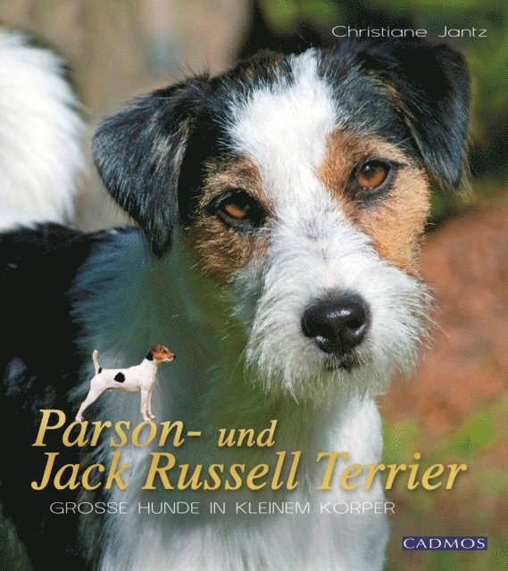 Parson- und Jack Russell Terrier