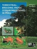 Terrestrial - Breeding Frogs (Strabomantidae) in Peru