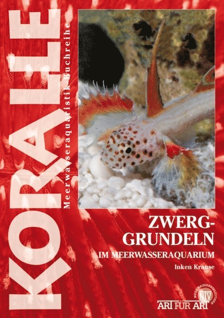 Zwerggrundeln im Meerwasseraquarium