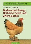 Brahma und Zwerg-Brahma, Cochin und Zwerg-Cochin