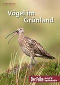 Vgel im Grnland