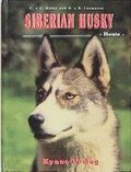 Siberian Husky - Heute