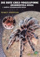 Boris Striffler - Die Rote Chile-Vogelspinne + andere Grammostaola-Arten, Häftad