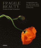 Fragile Beauty - zerbrechliche Schnheit