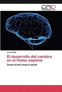 El desarrollo del cerebro en el Homo sapiens