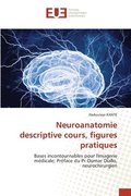 Neuroanatomie descriptive cours, figures pratiques
