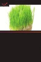 Sharmistha Pal, S. C. Datta - Rola kwasów organicznych w ¿agodzeniu toksyczno¿ci glinu, Häftad