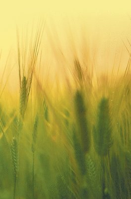 Harsha Sharma - Agricultural Microbiology, Inbunden. Tillgänglighet: Lägg i varukorg