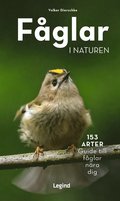 Fåglar i naturen : 153 arter, guide till fåglar nära dig
