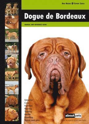 Dogue De Bordeaux, Häftad