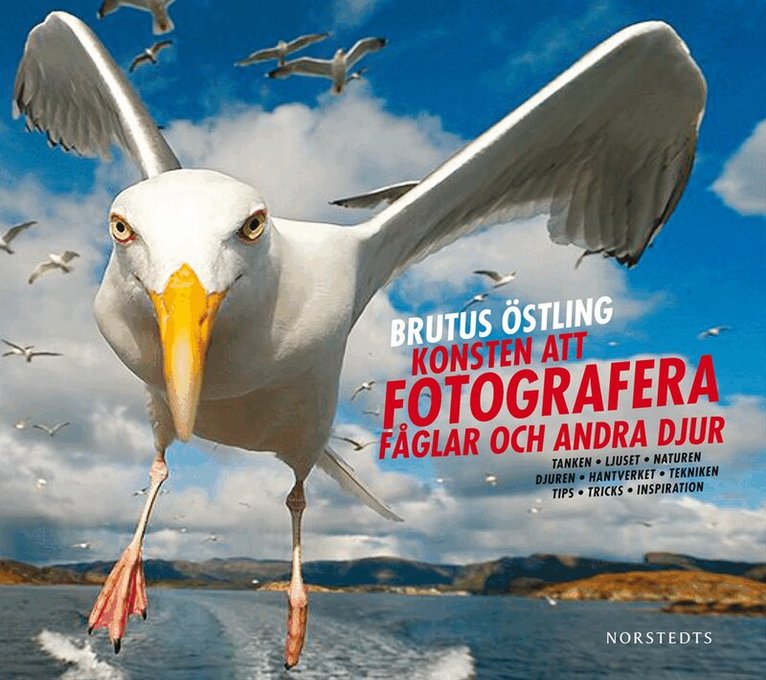 Brutus Östling - Konsten att fotografera fåglar och andra djur, Inbunden