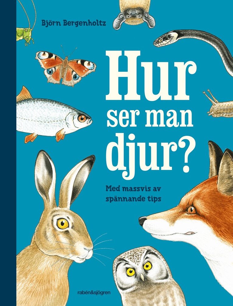 Björn Bergenholtz - Hur ser man djur? : en upptäckarbok för nyfikna, Inbunden