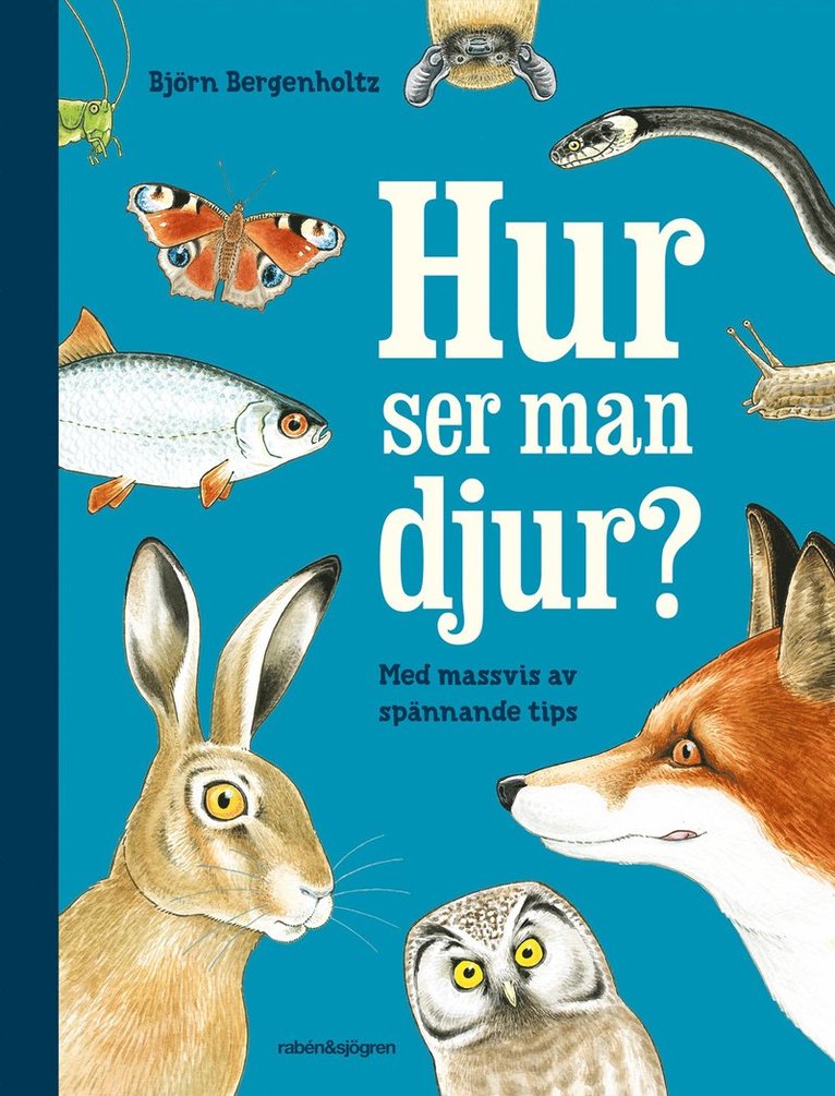 Björn Bergenholtz - Hur ser man djur? : en upptäckarbok för nyfikna, E-bok
