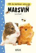 Allt du behver veta om marsvin