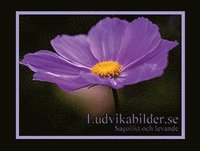e-Bok Ludvikabilder.se   Sagolikt och levande