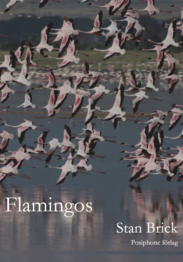 Stan Brick - Flamingos, E-bok